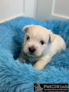 Дополнительные фото: West Highland White Terrier Male FCI