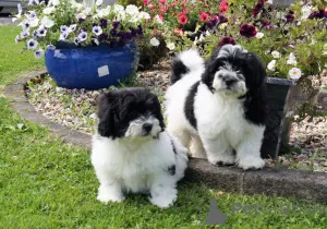 Фото №1. ши-тцу - купить в Аппензелл за 31454₽. Объявление №107026