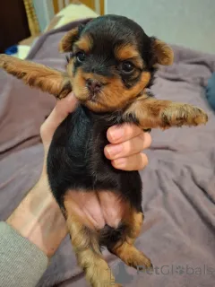 Дополнительные фото: Чистокровные щенки Йоркширского Терьера