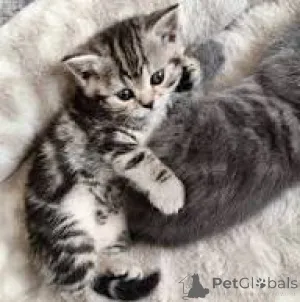 Фото №2 к объявлению №163379 о продаже европейская короткошерстная - купить в Швейцарии частное объявление, заводчик