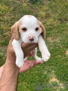 Дополнительные фото: Beagle Puppy