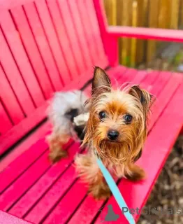 Фото №3. Продаются милые очаровательные щенки йорка. Свяжитесь с WhatsApp Business.  Германия