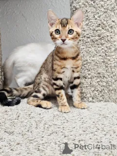 Фото №1. бенгальская - купить в Песок за договорная. Объявление №161300