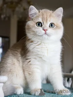 Фото №2 к объявлению №159566 о продаже британская короткошёрстная - купить в Исландии частное объявление