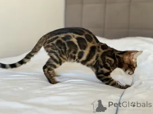 Дополнительные фото: Шикарный Бенгальский мальчик в разведение