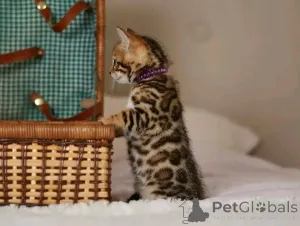 Фото №2 к объявлению №163090 о продаже бигля - купить в Германии частное объявление, из приюта