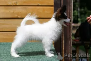 Дополнительные фото: Papillon puppy