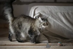 Дополнительные фото: Каждой кошке нужен дом.