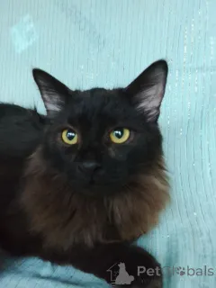 Фото №2 к объявлению №161311 о продаже  - купить в России 