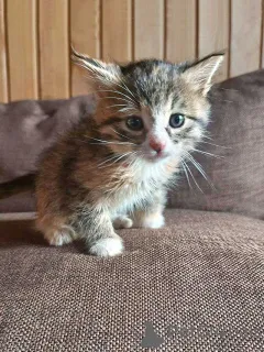 Фото №1.  - купить в Москова за Бесплатно. Объявление №157032