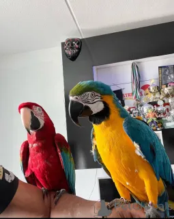 Фото №1.  - купить в Берлине за Бесплатно. Объявление №161913