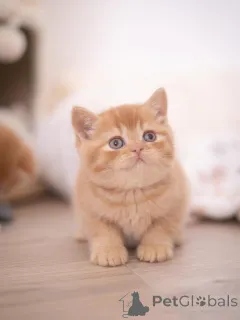 Дополнительные фото: Предлагается помет красивых британских короткошерстных котят.