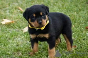 Фото №3. Entzückende Rottweiler-Welpen stehen zur Adoption zur Verfügung.  Германия