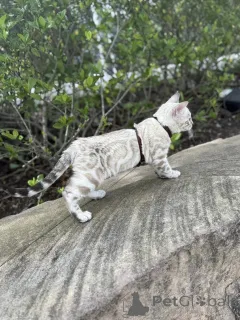 Фото №2 к объявлению №155421 о продаже бенгальская - купить в Великобритании частное объявление