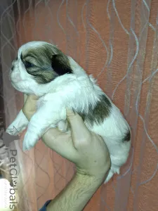 Дополнительные фото: Идеальные чистокровные щенки Ши-Тцу. 