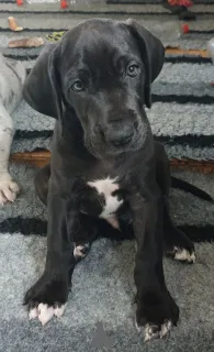 Дополнительные фото: Щенки немецкого дога.