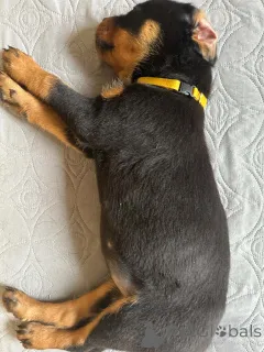 Фото №3. Kauniita ja leikkisiä rottweilerin pentuja, rekisteröity Kansasiin.  Финляндия