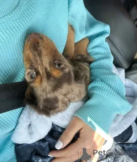 Фото №1. такса - купить в Хельсинки за 46384₽. Объявление №164021