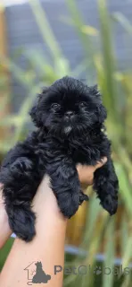 Фото №3. продаются щенки ши-тцу.  Германия