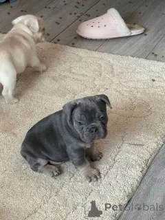 Фото №1. французский бульдог - купить в Беринген за Бесплатно. Объявление №165679