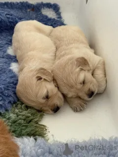 Фото №2 к объявлению №153887 о продаже золотистого ретривера - купить в Бельгии частное объявление