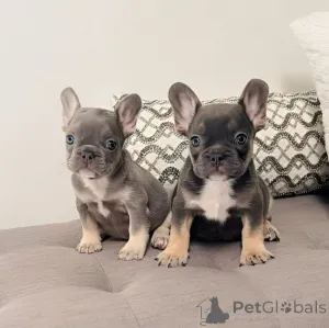 Фото №1. французский бульдог - купить в Франкфурт-на-Майне за договорная. Объявление №158231