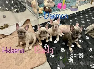 Фото №1. французский бульдог - купить в Аренсбург за договорная. Объявление №165613