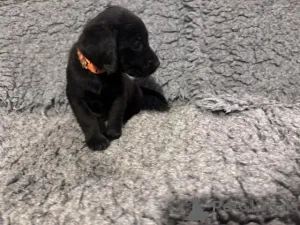 Фото №2 к объявлению №166832 о продаже лабрадор-ретривера - купить в Великобритании заводчик