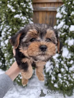 Дополнительные фото: Щенки Йоркширского Терьера
