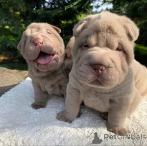 Фото №3. Gut Ausgebildete Sha-Pei-Welpen Zur Vermittlung..  Германия