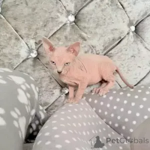 Фото №2 к объявлению №167252 о продаже донской сфинкс - купить в Германии частное объявление