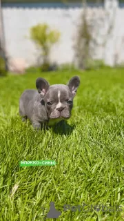 Дополнительные фото: Hello, french bulldog puppies for sale.