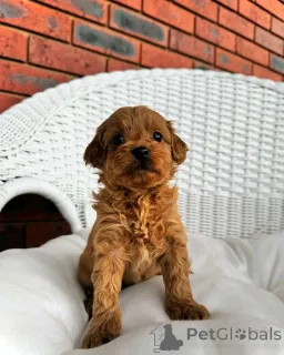 Дополнительные фото: Cavapoo-Welpen Zur Усыновление