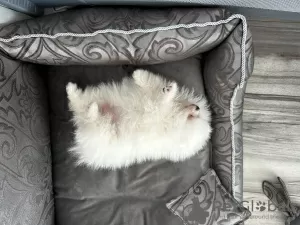 Дополнительные фото: Маленький померанский миниатюрный шпиц тедди мальчик