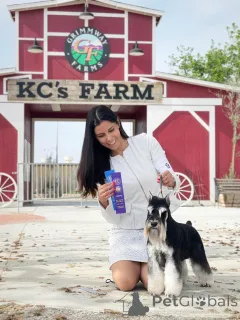 Фото №3. Миниатюрный щенок шнауцера.  Сербия