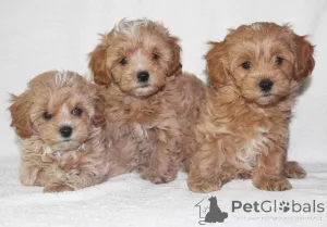 Фото №1. мальтипу - купить в Калифорния за 49283₽. Объявление №147625