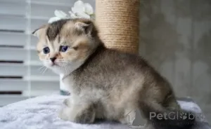 Фото №3. Манчкин-Кетчен. Германия