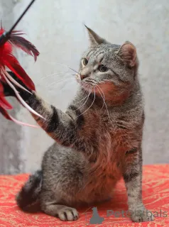 Фото №1.  - купить в Санкт-Петербурге за Бесплатно. Объявление №155411