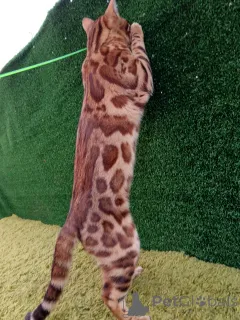 Дополнительные фото: Бенгальский кот Aykamam Solomon