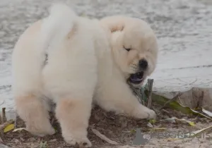 Фото №4. Продажа чау-чау в Франкполис частное объявление - цена договорная