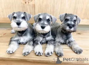 Фото №2 к объявлению №163072 о продаже цвергшнауцера - купить в Польше 