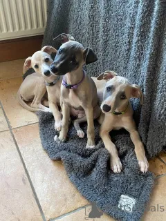 Фото №1. уиппет - купить в Франкфурт-на-Майне за договорная. Объявление №164983