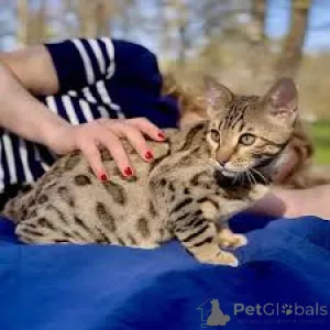 Фото №3. Бенгалинпеннат валмиина уусийн котейхин. Финляндия