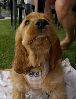 Фото №4. Продажа золотистого ретривера в Порт частное объявление - цена 58414₽