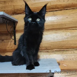 Фото №2 к объявлению №147139 о продаже мейн-кун - купить в России из питомника