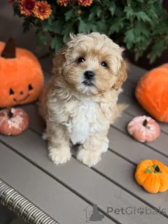 Фото №1. мальтипу - купить в Бофорт за 51022₽. Объявление №157763