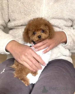 Дополнительные фото: Той-пудель-самец