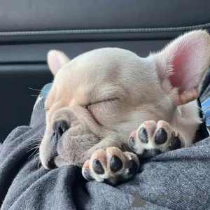 Фото №1. беспородная - купить в Луисвилл за 275982₽. Объявление №147271