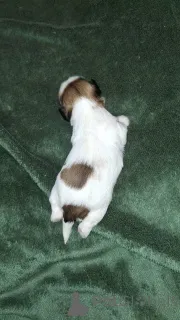 Дополнительные фото: Чистокровные щенки Ши-Тцу