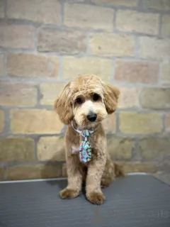 Фото №4. Продажа мальтипу в Белграде заводчик - цена договорная